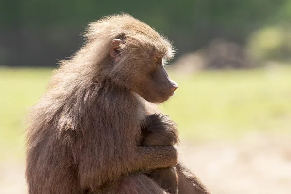 Hamadryas baboon (Papio hamadryas) — Stock Photo, Image