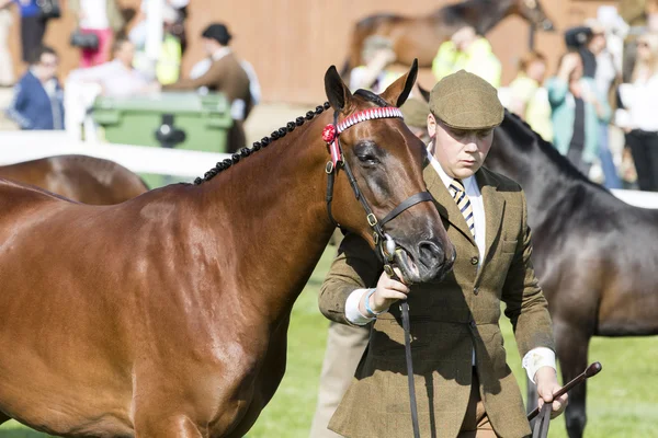 Te oordelen paarden — Stockfoto