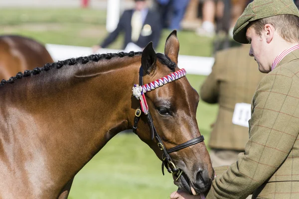 Te oordelen paarden — Stockfoto