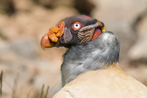 秃鹫王(sarcoramphus papa)) — 图库照片