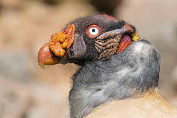 King vulture (Sarcoramphus papa) — Stock Photo, Image