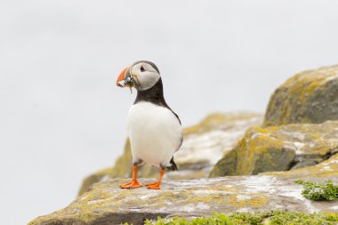 Puffins (Fratercula arctica)