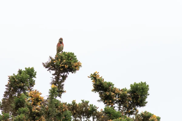 Dzwoniec (Carduelis cannabina) — Zdjęcie stockowe