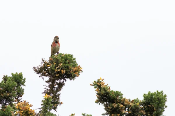 Dzwoniec (Carduelis cannabina) — Zdjęcie stockowe