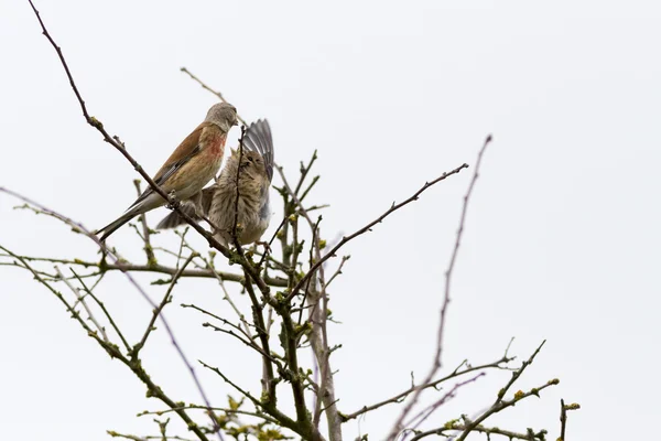 Linnet (Carduelis cannabina) ) —  Fotos de Stock