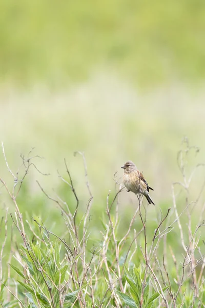 Pintarroxo (Carduelis cannabina) — Fotografia de Stock