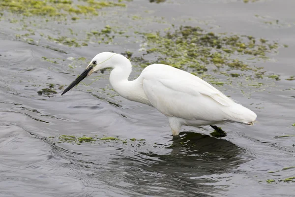 リトル・エグレット（Egretta garzetta）) — ストック写真