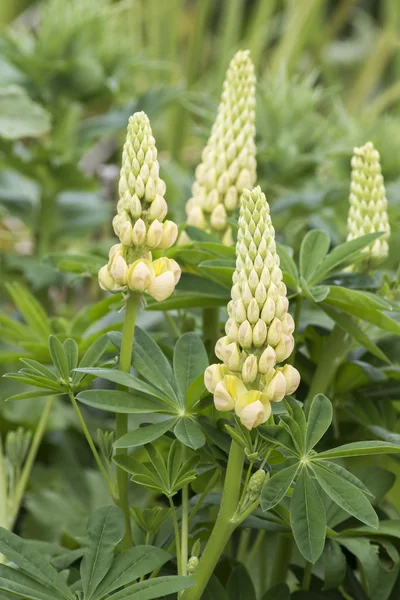 Lupin — Stock Photo, Image