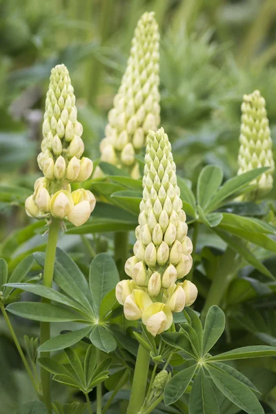 Lupin — Stock Photo, Image