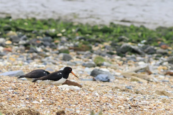 欧亚牡蛎(Haematopus ostralegus)) — 图库照片