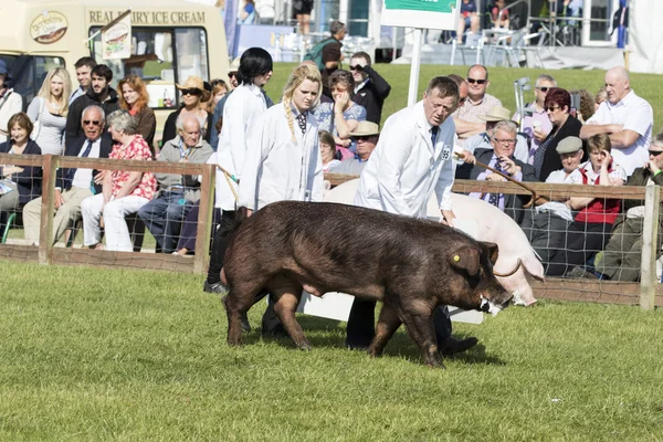 Pig being judged — Stock Photo, Image