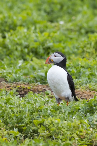 Puffins (Fratercula arctica) — Stok fotoğraf