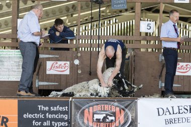 sheep shearing competition clipart