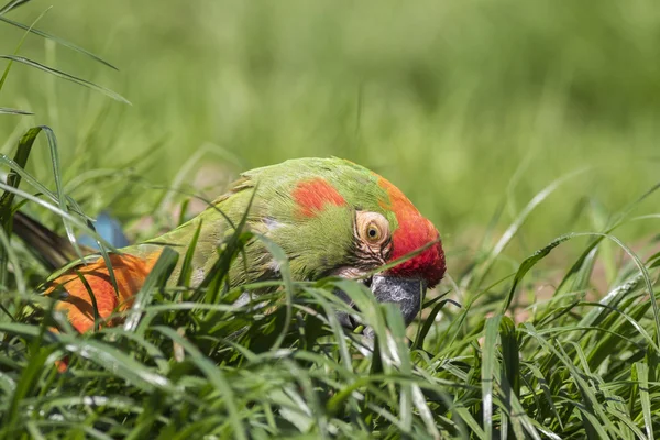 アカミミコンゴウインコ — ストック写真