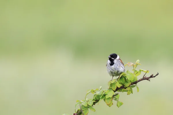 Escrevedeira (emberiza schoeniclus) — Fotografia de Stock