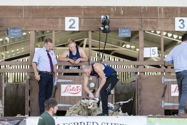 Sheep shearing competition — Stock Photo, Image