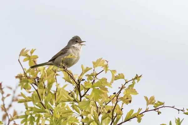 Whitethroat (Sylvia communis) — Stock Photo, Image