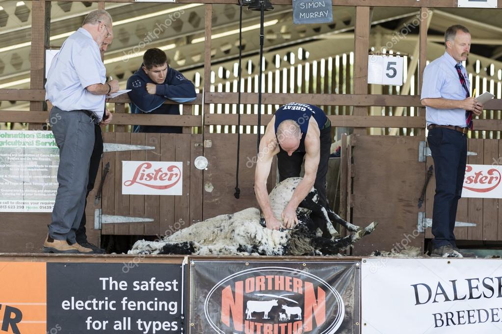 Sheep shearing competition Stock Editorial Photo © chris2766 82521126