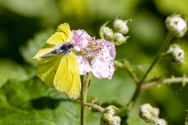 Brimstone butterfly (Gonepteryx rhamni) on a flower.