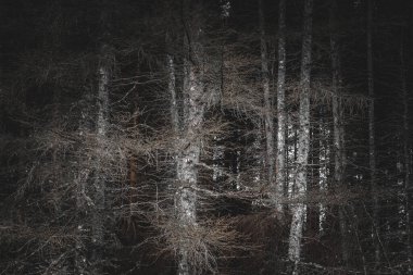 Orman koruluğu kışın gösterişsiz görünür.