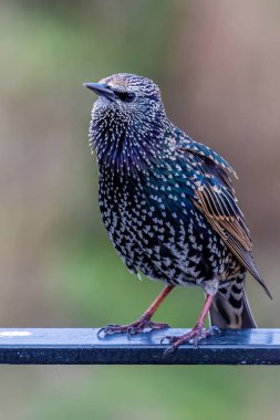 Starling (Sturnus vulgaris) yakından tünedi