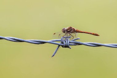 Dikenli tellere tünemiş yaygın darter (Sympetrum striolatum).