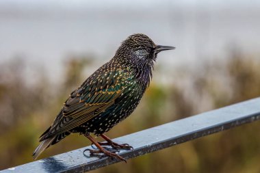 Starling (Sturnus vulgaris) yakından tünedi