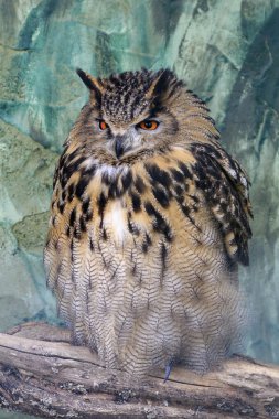 Kartal Baykuşu (Bubo bubo)