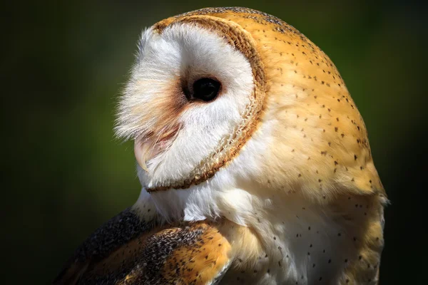 Wild barn owl — Stock Photo, Image