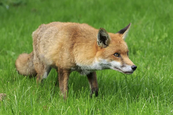 Een rode vos — Stockfoto