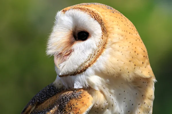 Wild barn owl — Stock Photo, Image