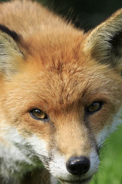Red Fox primer plano — Foto de Stock
