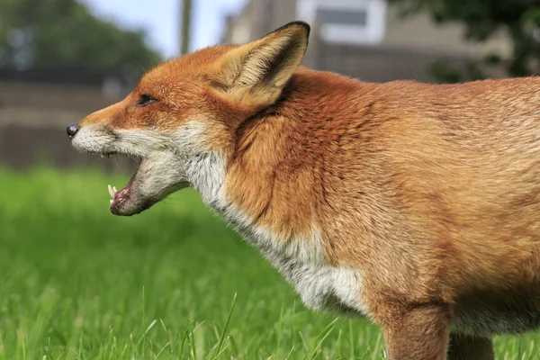 一只红狐狸 — 图库照片