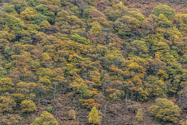 Φθινόπωρο δάσος Ουαλία — Φωτογραφία Αρχείου