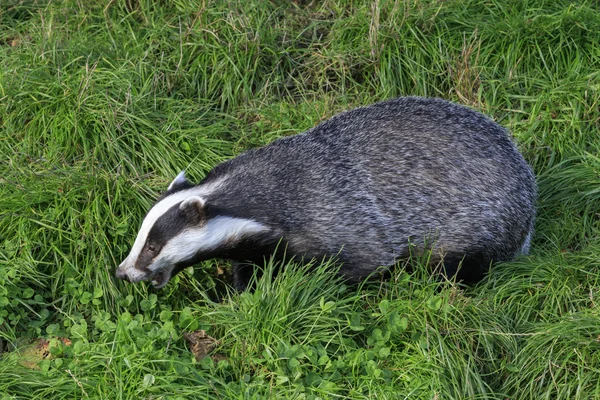 Blaireau sur herbe — Photo