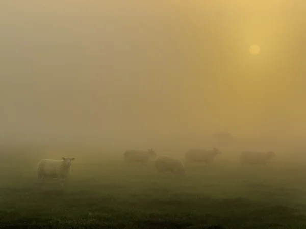 Ovelhas ao nascer do sol — Fotografia de Stock