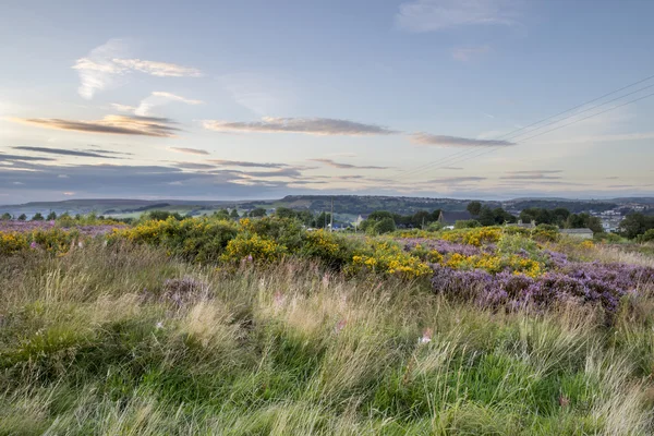 Paarse Heide in bloei bij zonsondergang — Stockfoto