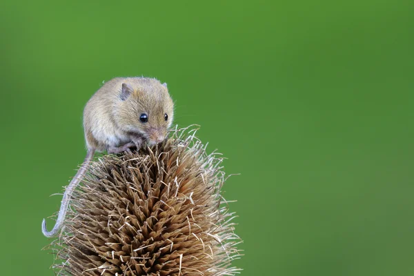 Un Topo Raccolto — Foto Stock