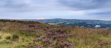 Heather norland çiçek içinde demirlemek halifax