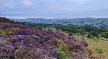 Heather norland çiçek içinde demirlemek halifax