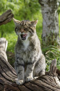 Scottish Wildcat close-up clipart