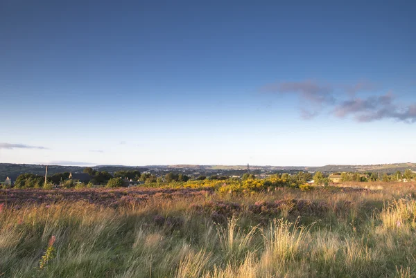 Heather in flower on norland moor near halifax — Stock Photo, Image