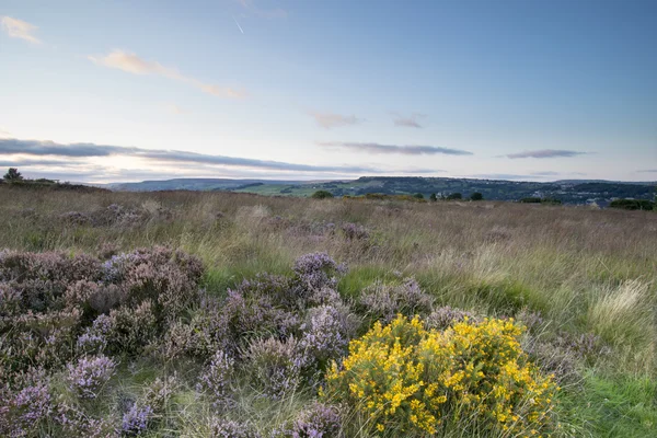 Heather-virág norland moor, halifax közelében — Stock Fotó