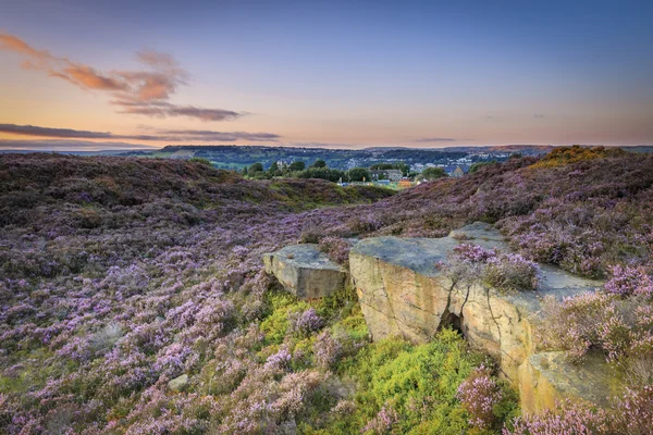 Heide in bloei op norland aanmeren in de buurt van halifax — Stockfoto