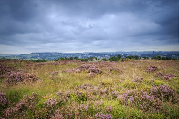 Heather i blomma på norrländska förtöja nära halifax — Stockfoto