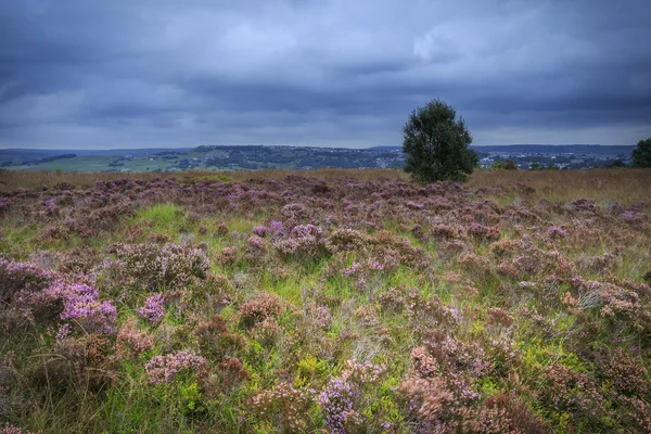 Heide in bloei op norland aanmeren in de buurt van halifax — Stockfoto