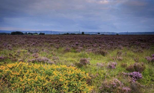 Blühendes Heidekraut im Norlandmoor bei Heilbutt — Stockfoto