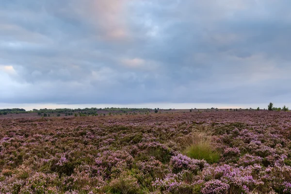 Erica in fiore nella brughiera normanna vicino ad halifax — Foto Stock