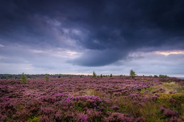 Blühendes Heidekraut im Norlandmoor bei Heilbutt — Stockfoto