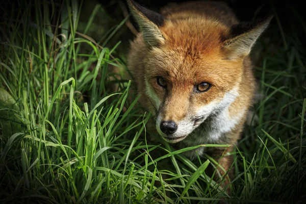 Rode vos (Vulpes vulpes)) — Stockfoto